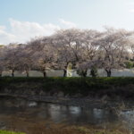 袋川：北郷公園周辺の桜の写真です。