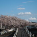 袋川：北郷公園周辺の桜の写真です。