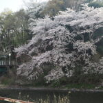 袋川：北郷公園周辺の桜の写真です。