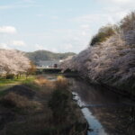 袋川：北郷公園周辺の桜の写真です。