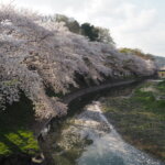 袋川：北郷公園周辺の桜の写真です。