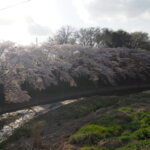 袋川：北郷公園周辺の桜の写真です。