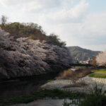 袋川：北郷公園周辺の桜の写真です。