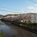 袋川：北郷公園周辺の桜の写真です。