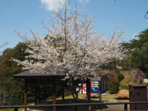 織姫公園の桜の写真です。