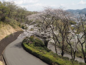 織姫公園の桜の写真です。