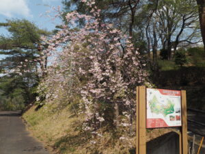 織姫公園の桜の写真です。