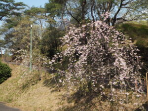 織姫公園の桜の写真です。