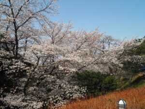 織姫公園の桜の写真です。