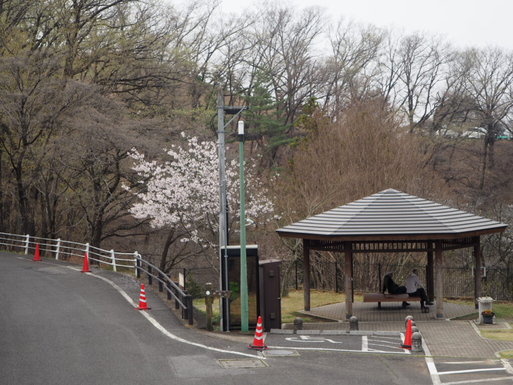 織姫公園の桜の写真です。