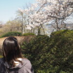 足利降り日根公園の桜の写真です。