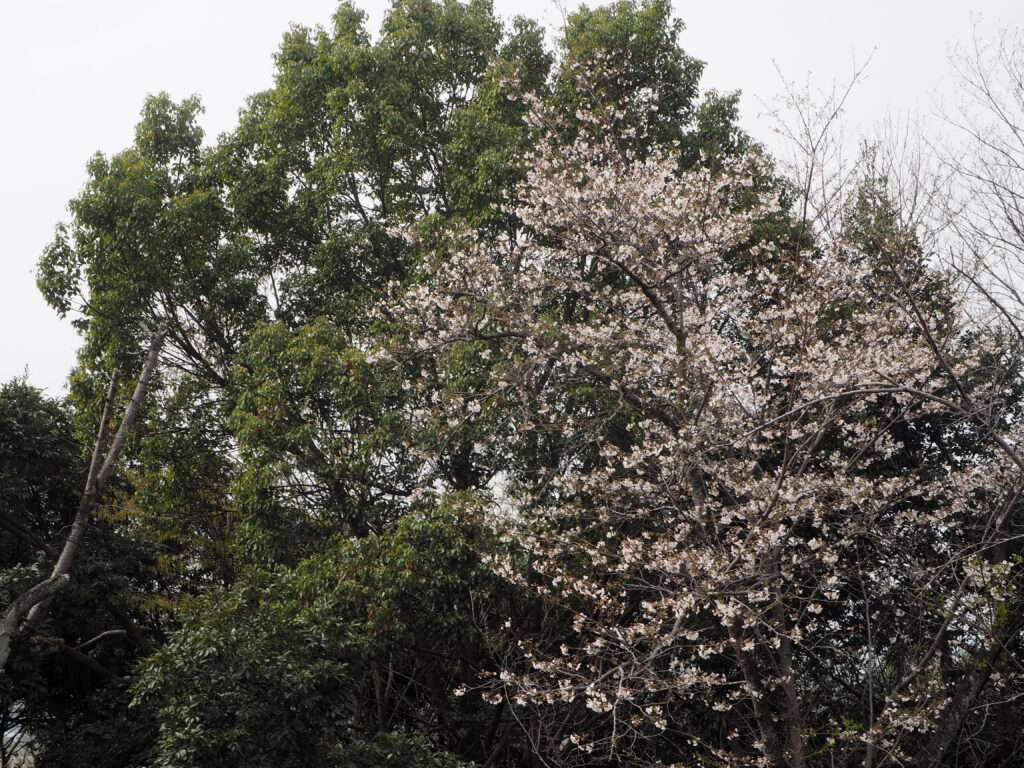 織姫公園の桜の写真です。