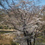 足利降り日根公園の桜の写真です。