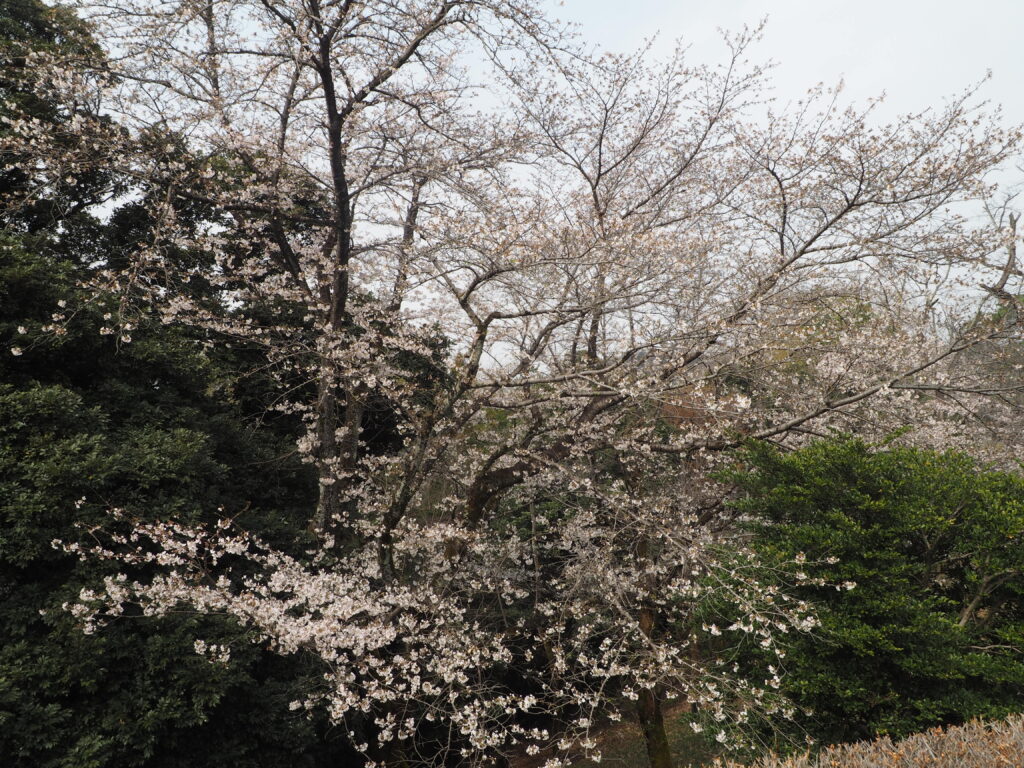 織姫公園の桜の写真です。