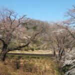 足利降り日根公園の桜の写真です。