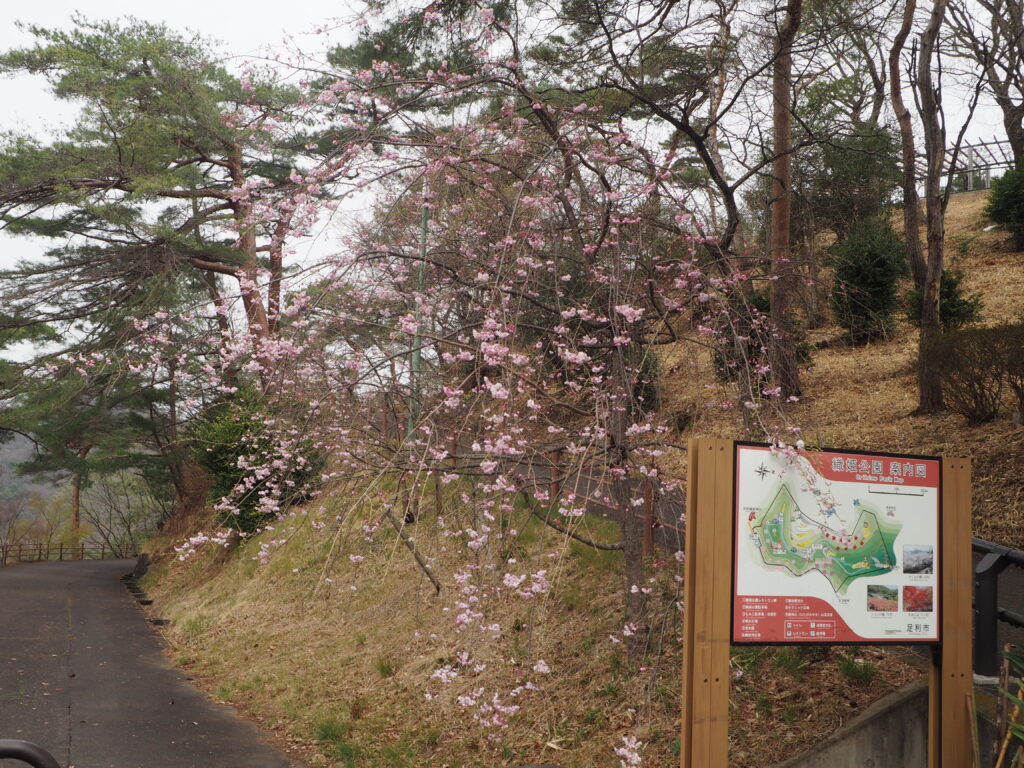 織姫公園の桜の写真です。