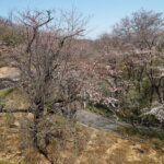 足利降り日根公園の桜の写真です。