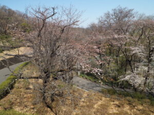 足利降り日根公園の桜の写真です。