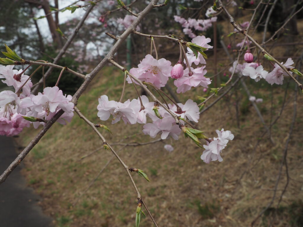 織姫公園の桜の写真です。