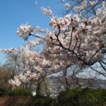 足利降り日根公園の桜の写真です。