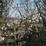 足利降り日根公園の桜の写真です。