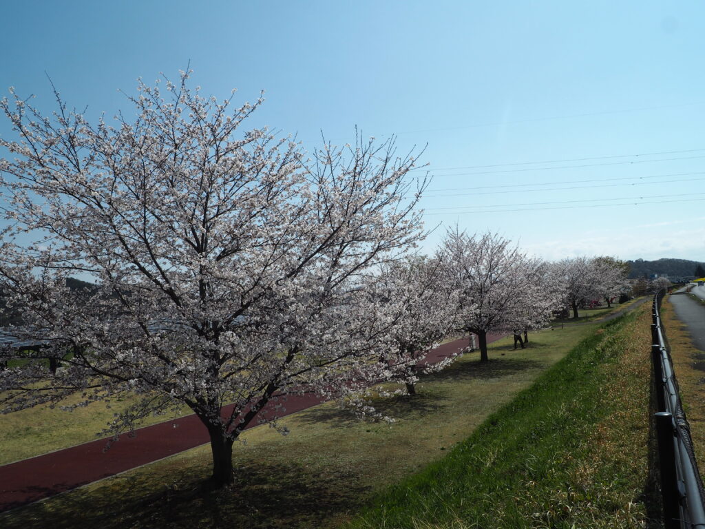 運動公園に咲くサクラの写真です。