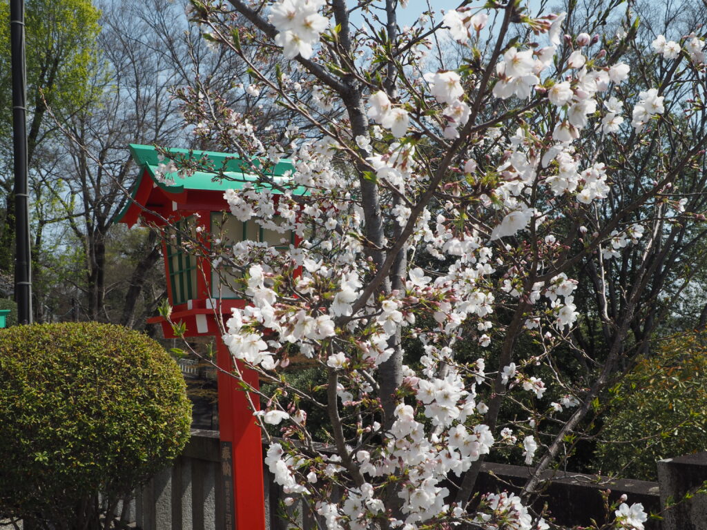 織姫神社境内の桜の写真です。