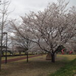 足利ガスふれあい公園・五十部公園の桜の写真です。