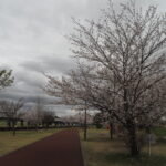 足利ガスふれあい公園・五十部公園の桜の写真です。