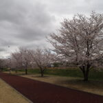 足利ガスふれあい公園・五十部公園の桜の写真です。