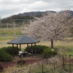足利ガスふれあい公園・五十部公園の桜の写真です。