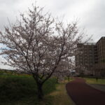 足利ガスふれあい公園・五十部公園の桜の写真です。
