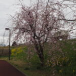 足利ガスふれあい公園・五十部公園の桜の写真です。