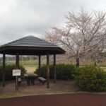 足利ガスふれあい公園・五十部公園の桜の写真です。