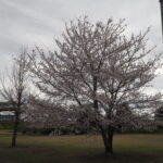 足利ガスふれあい公園・五十部公園の桜の写真です。