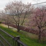 足利ガスふれあい公園・五十部公園の桜の写真です。