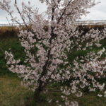 足利ガスふれあい公園・五十部公園の桜の写真です。