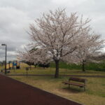 足利ガスふれあい公園・五十部公園の桜の写真です。