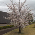 足利ガスふれあい公園・五十部公園の桜の写真です。