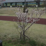 足利ガスふれあい公園・五十部公園の桜の写真です。