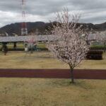 足利ガスふれあい公園・五十部公園の桜の写真です。