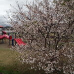 足利ガスふれあい公園・五十部公園の桜の写真です。