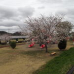足利ガスふれあい公園・五十部公園の桜の写真です。