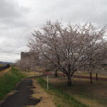 足利ガスふれあい公園・五十部公園の桜の写真です。