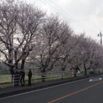 足利大学周辺の桜の写真です。