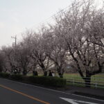 足利大学周辺の桜の写真です。