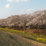 足利大学周辺の桜の写真です。