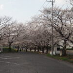 足利大学周辺の桜の写真です。
