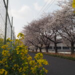 足利大学周辺の桜の写真です。