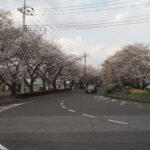 足利大学周辺の桜の写真です。